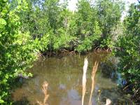 100_0028 Mangrove swamp