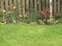 104_0461 Bunny!