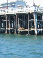 109_0920 Sealions under the wharf
